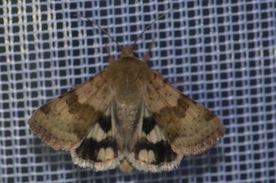 <i>Heliothis viriplaca</i>
