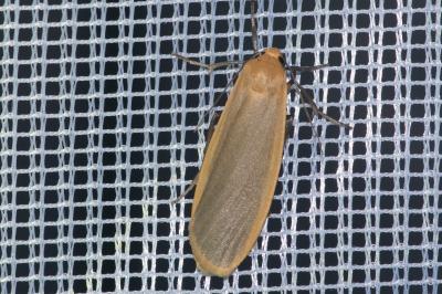 <i>Katha depressa</i>