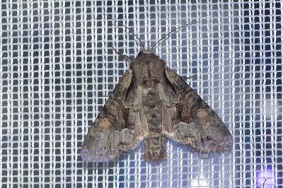 <i>Lacanobia w-latinum</i>