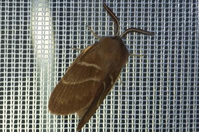 <i>Macrothylacia rubi</i>