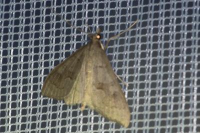 <i>Mecyna asinalis</i>