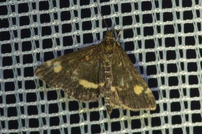 <i>Pyrausta aurata</i>