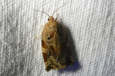 <i>Archips xylosteana</i>
