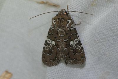Hadena albimacula