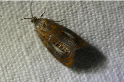 <i>Olethreutes arcuella</i>
