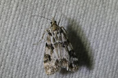 <i>Eudonia delunella</i>