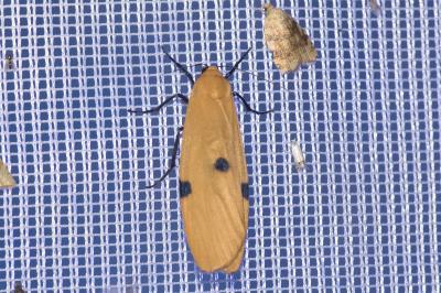 <i>Lithosia quadra</i>