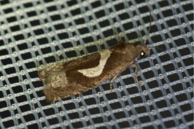 <i>Epiblema foenella</i>