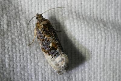 <i>Hedya nubiferana</i>