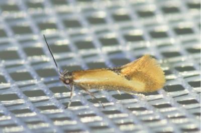 <i>Batia lunaris</i>