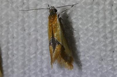 <i>Batia lunaris</i>