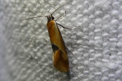<i>Batia lunaris</i>