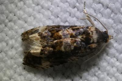 <i>Endothenia</i>