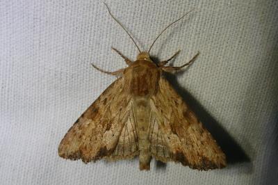 <i>Apamea sublustris</i>
