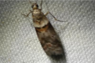 <i>Acrobasis</i>