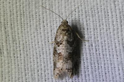 <i>Cnephasia</i>