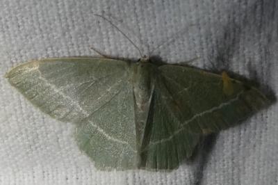 <i>Chlorissa viridata</i>