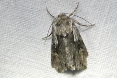 <i>Chloantha hyperici</i>