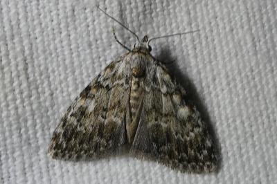 <i>Meganola strigula</i>
