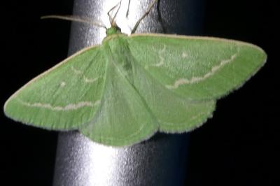 Thetidia smaragdaria