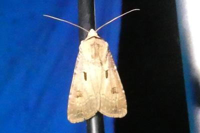 <i>Agrotis exclamationis</i>