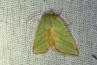 <i>Pseudoips prasinanus</i>