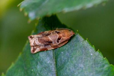 <i>Archips xylosteana</i>