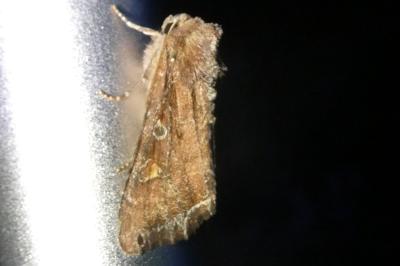 Lacanobia oleracea