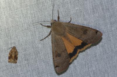 <i>Noctua pronuba</i>