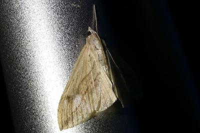 <i>Evergestis forficalis</i>