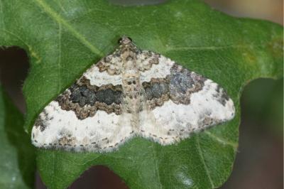 <i>Epirrhoe galiata</i>