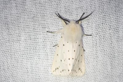 <i>Spilosoma lubricipeda</i>