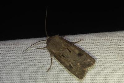 <i>Agrotis exclamationis</i>