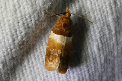 <i>Epinotia festivana</i>