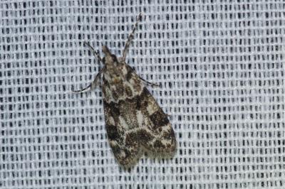 <i>Eudonia delunella</i>
