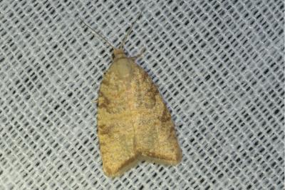 <i>Aleimma loeflingiana</i>