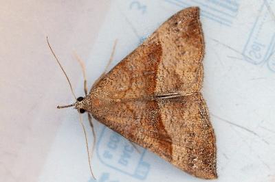 <i>Hypena proboscidalis</i>