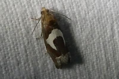 <i>Epiblema foenella</i>