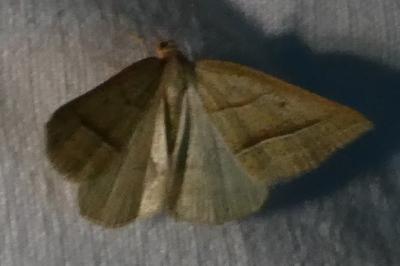 <i>Petrophora chlorosata</i>
