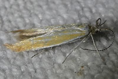 <i>Coleophora</i>