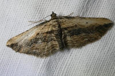 <i>Horisme vitalbata</i>