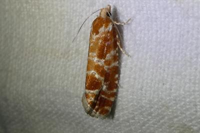 <i>Rhyacionia pinicolana</i>