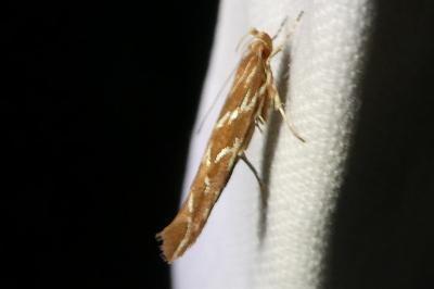 <i>Pyroderces argyrogrammos</i>