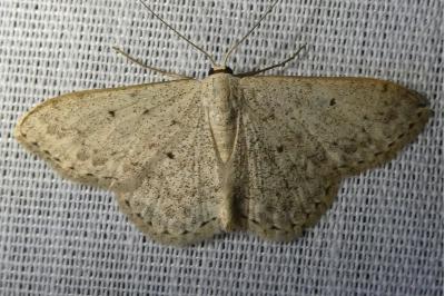 <i>Idaea seriata</i>