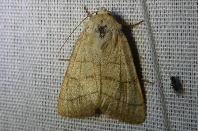 <i>Charanyca trigrammica</i>
