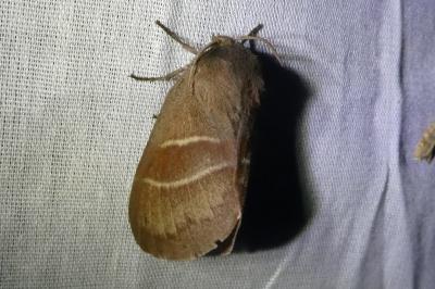 <i>Macrothylacia rubi</i>