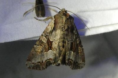 <i>Lacanobia w-latinum</i>