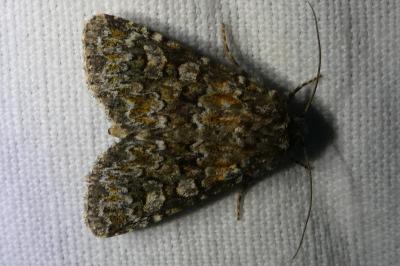 <i>Hadena filograna</i>