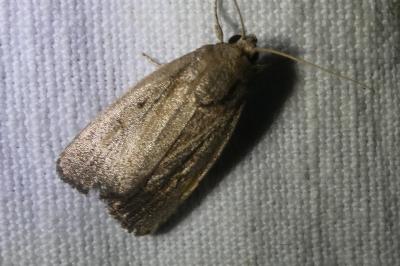 <i>Proxenus hospes</i>