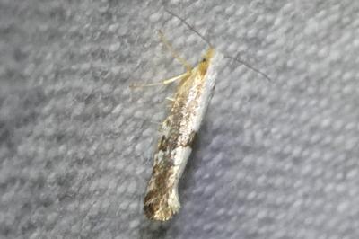 <i>Argyresthia spinosella</i>